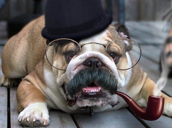 Bulldog glasses and pipe